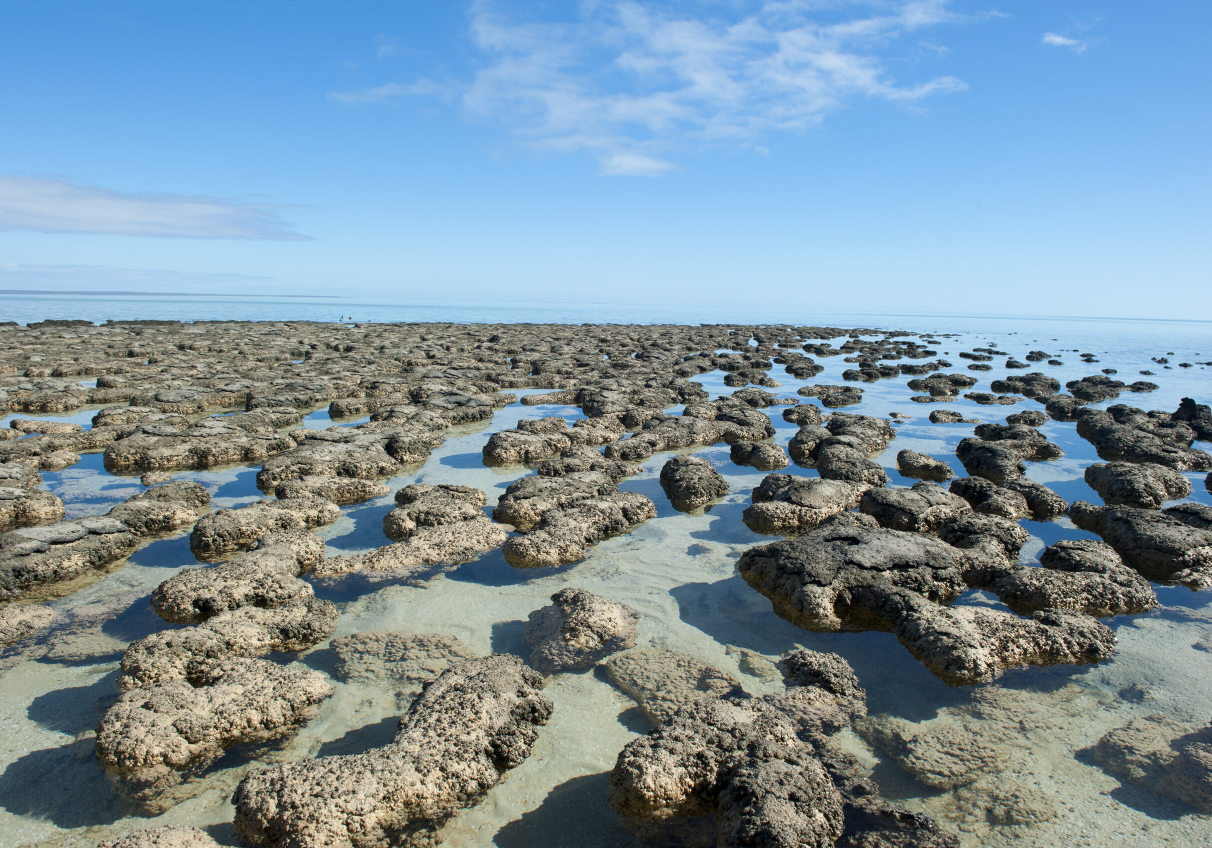 Stromatolites,In,The,World,Heritage,Area,Of,Shark,Bay,,Western